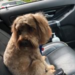 Profile Picture of tanya.dunlop.9 (@tanya.dunlop.9) on Instagram