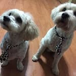 Profile Picture of Joseph Kalinowski (@kalinowskijoseph) on Instagram