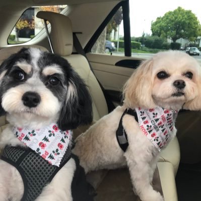 Profile Picture of Gretchen Macdonald (@telecomgoddess) on Twitter