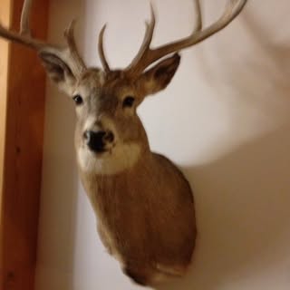 Profile Picture of Noel Plourde (@noelplourde) on Instagram