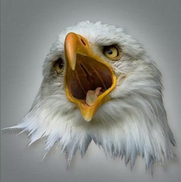 Profile Picture of Richard Gray (@rbkg87) on Poshmark