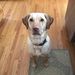 Profile Picture of Melissa Johnsen (@bufee25) on Pinterest