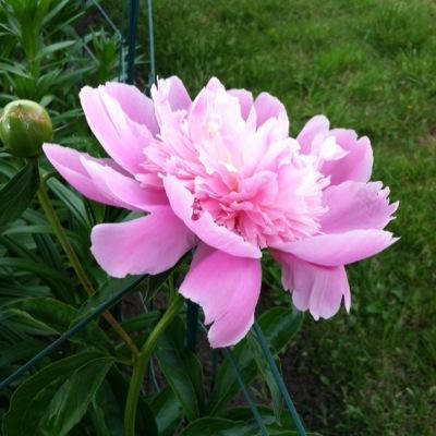 Profile Picture of Diane F Patel (@DianeFPatel2) on Twitter