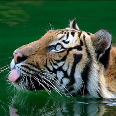 Profile Picture of Mohammed Alaoui (@mohammedalaoui3) on Twitter