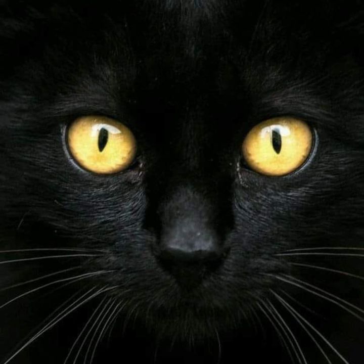 Profile Picture of Lisa Dodd (@@kittykats1965) on Tiktok