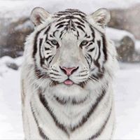 Profile Picture of Paul Docherty (@paul-docherty-5) on Quora