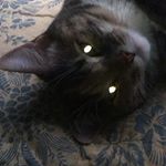 Profile Picture of Seth Ziegler (@dazedogames) on Instagram