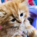 Profile Picture of Rita Norman Joseph (@rita.joseph.1972) on Instagram