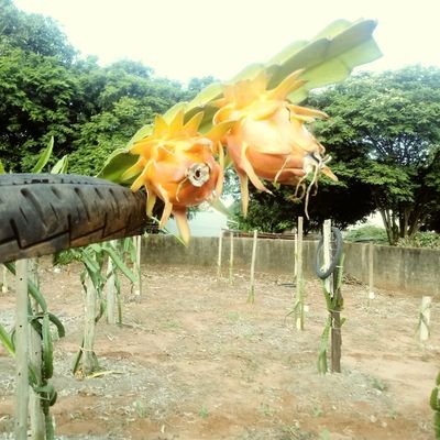 Profile Picture of Antonio Álvaro Rosar (@rosar_alvaro) on Twitter