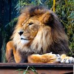 Profile Picture of Bro-Matthew Shingwadja (@_.sbs10._) on Instagram