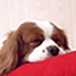 Profile Picture of Samantha Sum Yee Tan (@samantha . sumyee) on Flickr