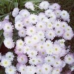 Profile Picture of Sherry Fraser (@sherryfraser92) on Instagram