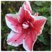 Profile Picture of Lucy da Fonseca (@inclaud) on Pinterest