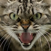 Profile Picture of Zirvi (@zirvi-i6e) on Youtube