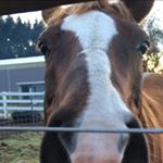 Carly Suo - Instagram Profile Picture of Carly Suo (@ridingisflying) on Instagram