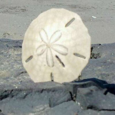 Profile Picture of Daniel Fallon (@dan_fallon) on Twitter