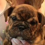 Profile Picture of Mavis Beans (@mavisbeans) on Instagram