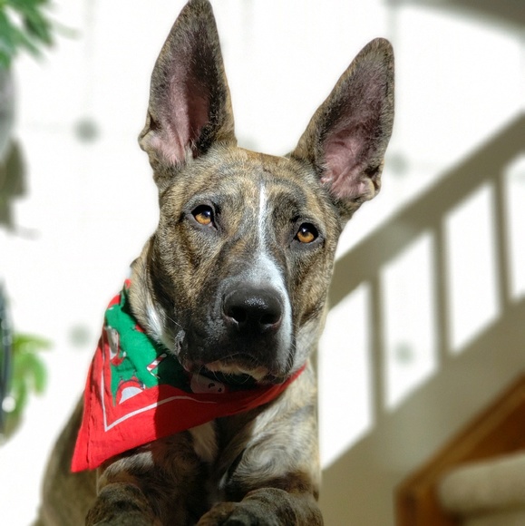 Alexandria Lorenzo - Poshmark Profile Picture of Alexandria Lorenzo (@miyopiyo) on Poshmark