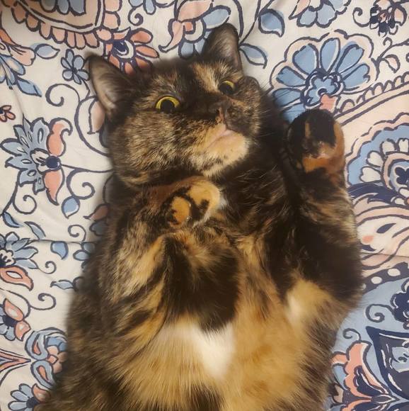 Profile Picture of Dominic Adams (@dominicadams145) on Poshmark