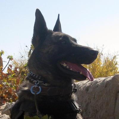 Profile Picture of Mark Corrado (@tricky4815) on Twitter