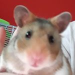 Profile Picture of Buddy Carter (@carter.buddy) on Instagram