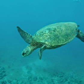 Profile Picture of Thomas Ray (@glazier7) on Pinterest