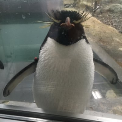 Profile Picture of Alice Shu (@AliceShu1) on Twitter