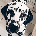 Profile Picture of Olá me chamo Scott! 🐾❤️ (@mechamoscott) on Instagram