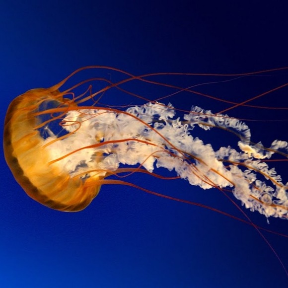 Profile Picture of Mitsuka Jean (@mitsukajean11) on Poshmark