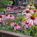 Profile Picture of Rose Thiessen (@diesel76) on Pinterest