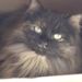 Profile Picture of Nancy Kemp Adkins (@nancyitzy) on Pinterest
