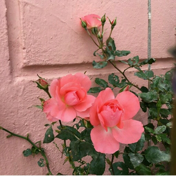 Profile Picture of Alysia Chavez (@lysia12699) on Poshmark