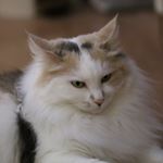 Profile Picture of Wonjung Kim (@ilovecats77171024) on Instagram