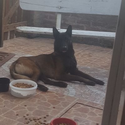 Profile Picture of Fernando Roig (@FernandoRoig4) on Twitter