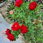 Carline Palmer - Facebook Profile Picture of Carline Palmer (@carline.palmer.94) on Facebook