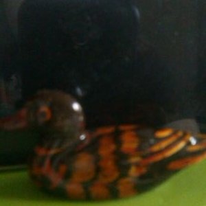 Profile Picture of Alice Casey (@musicndwriting2) on Twitter