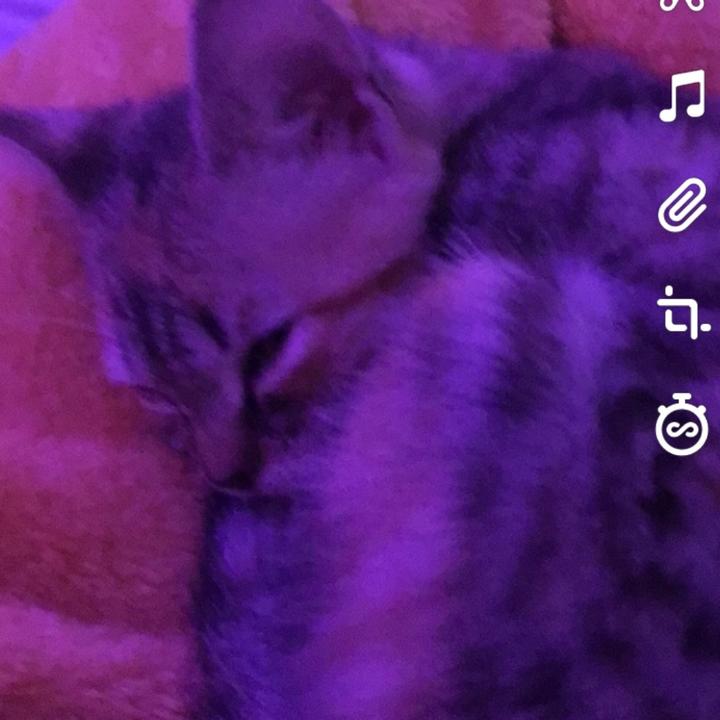 Profile Picture of Theresa.Chambers (@theresa.chambers) on Tiktok