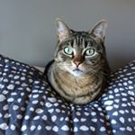 Profile Picture of Claudia Garthwait (@garth3g) on Instagram