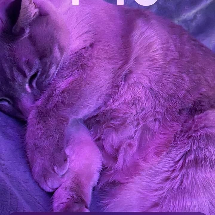 Profile Picture of RitaMays (@rueckcvuhfd) on Tiktok