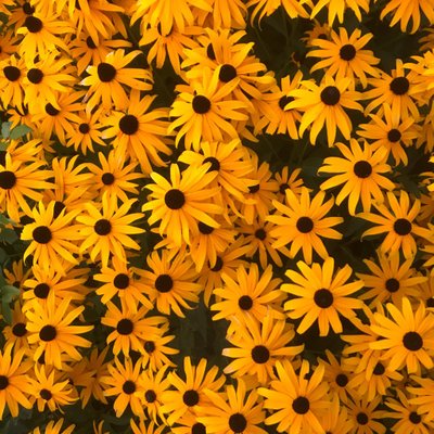 Profile Picture of Pearl Sutton (@pearly_lilly) on Twitter