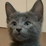 Profile Picture of 조이 (@roopretelcham.joy) on Instagram