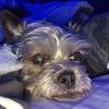 Profile Picture of lucy.belcher (@@lucythecarrinterrier) on Tiktok