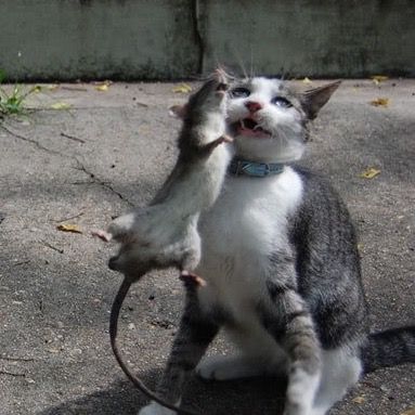 Profile Picture of geiermeier (@massaker001) on Tiktok