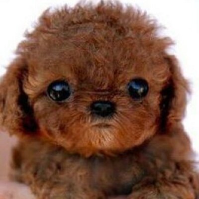 Profile Picture of Sagel Ejantkar (@koopasage) on Twitter