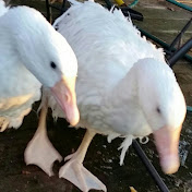 Profile Picture of Catherine Riggs-Bergesen (@drcfrb) on Youtube