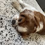 Profile Picture of Amber McAllister (@Amber-McAllister) on Facebook