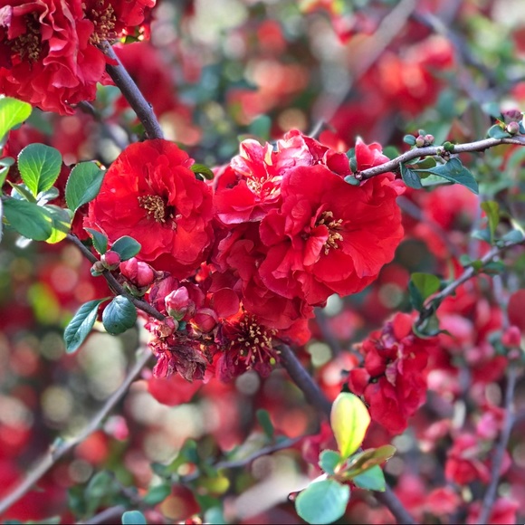 Profile Picture of Kyleigh Merrick (@kmerrick4) on Poshmark