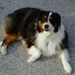 Profile Picture of Mark Tibbetts (@marktibbetts) on Instagram