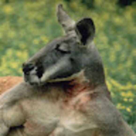 Profile Picture of Joe Barnes (@jimmyhendrix816) on Poshmark