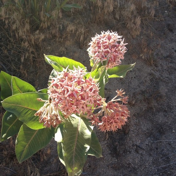 Profile Picture of Stacy Ostler (@svea1234) on Poshmark